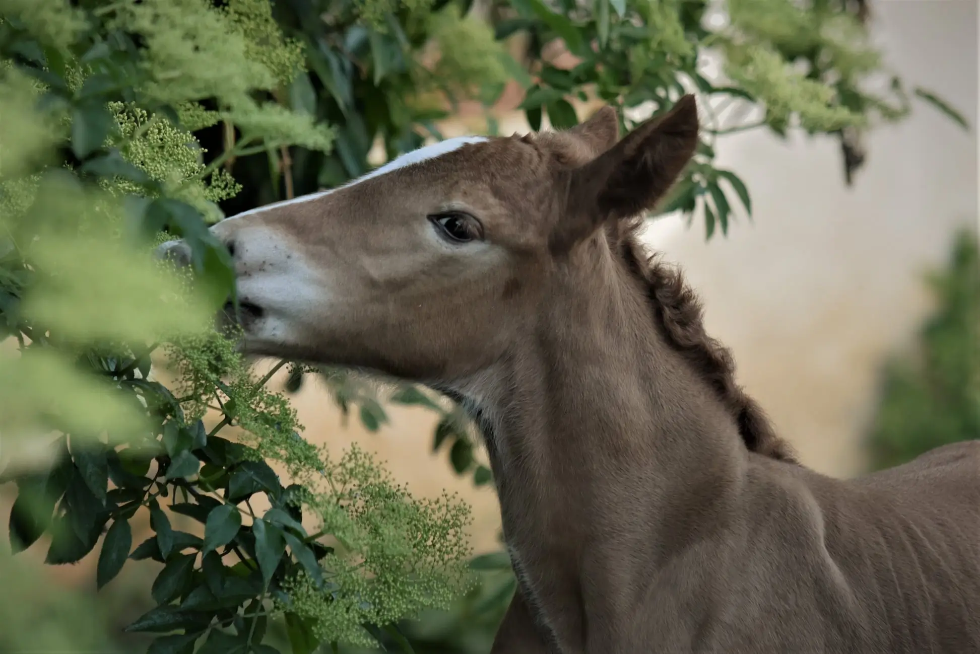 koń zimnokrwisty Misja